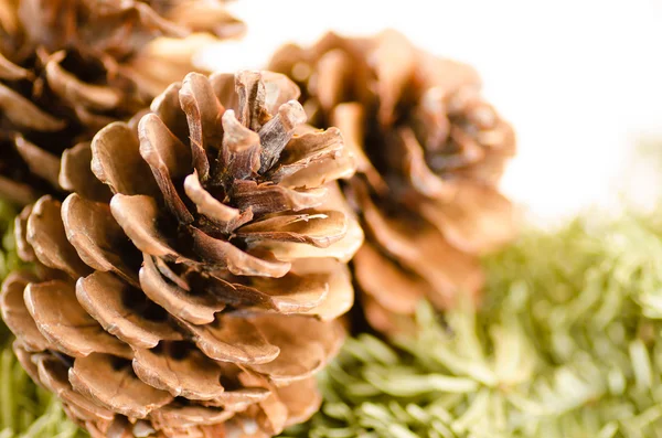 Decoración de Navidad de árbol de piel y conos —  Fotos de Stock