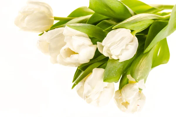 Witte tulpen geïsoleerd op witte achtergrond — Stockfoto