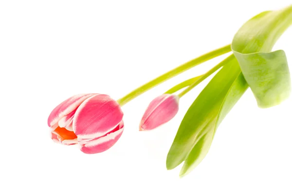 Roze tulpen op wit — Stockfoto