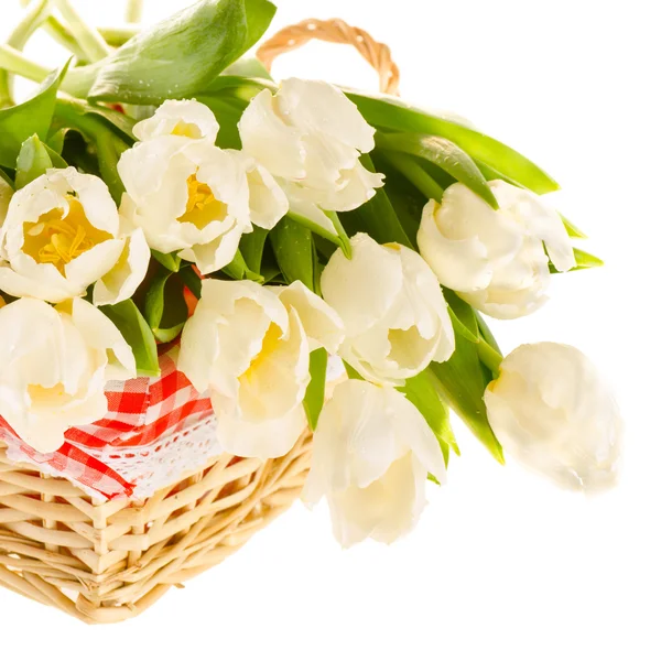 A bunch of beautiful white tulips in the basket isolated on whit — Stock Photo, Image