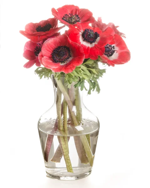 Rode bloemen in een glasvaas geïsoleerd op wit — Stockfoto