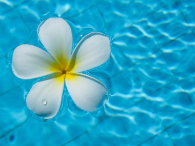 Yüzme havuzunda Frangipani çiçekler