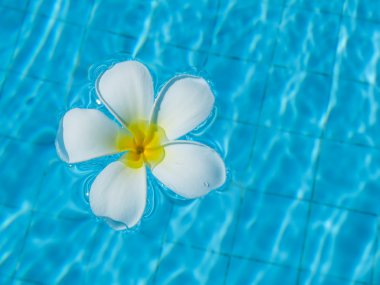 Yüzme havuzunda Frangipani çiçekler