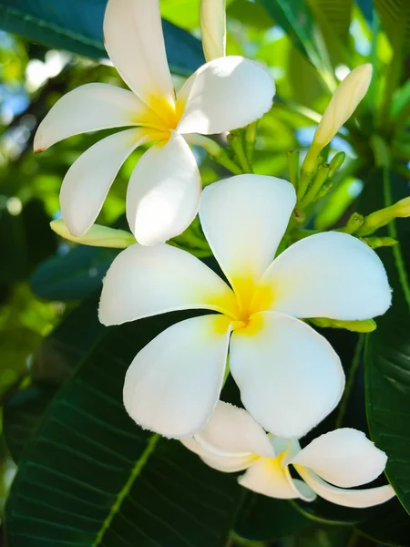 Beautiful plumeria flowers — Stock Photo, Image