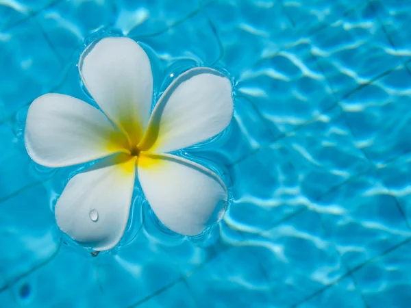 Flores de Frangipani en la piscina — Foto de Stock