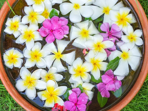 Floating frangipani flowers — Stock Photo, Image