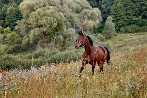 Çayırdaki Bay Horse. Arka planda bir orman var..