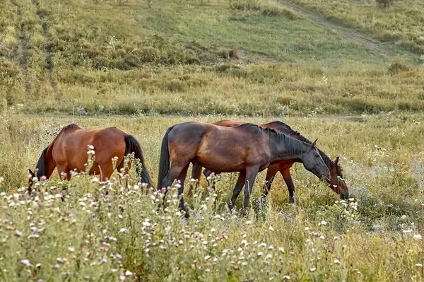 Konie Pasą Się Łące Skupienie Selektywne — Zdjęcie stockowe