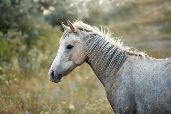 At ağızlığı yaklaş. Atın rengi gri..