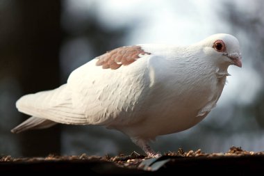 White dove close up. There are some brown feathers on the back