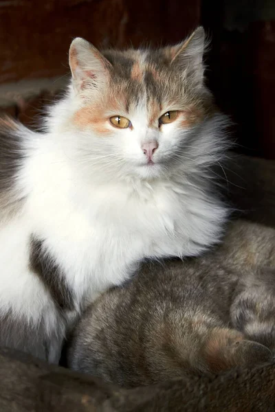 Cat Looks Frame Fur Cat Multicolored — стоковое фото