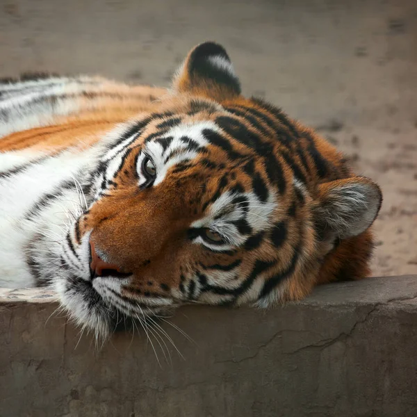 Close Portrait Tiger Tiger Lies Aviary Put Its Head Fence — Stok fotoğraf