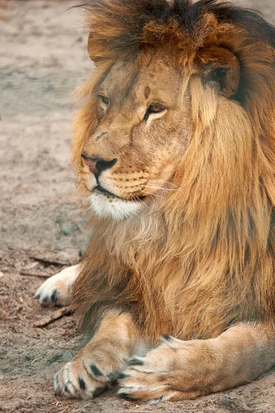 Close Portrait Lion Lion Lies Ground — Fotografia de Stock