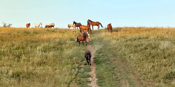 馬が日没時に丘を走っている 羊飼いの女性は馬の中を歩く — ストック写真