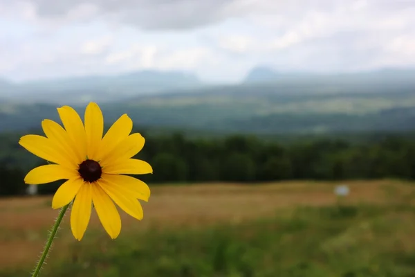 susan Rudbeckia olarak da bilinen bir siyah gözlü