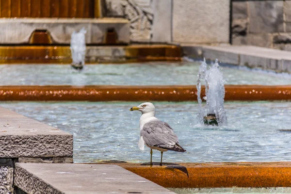 Gaivota sentado em uma fonte — Fotografia de Stock