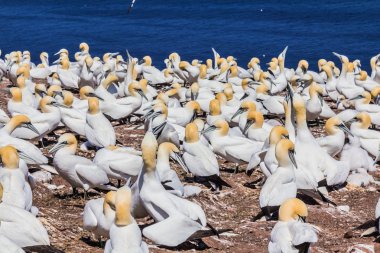 Kuzey gannet kolonisi