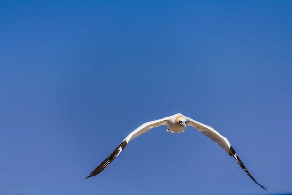 Flying Northern Gannet — Stock Photo, Image