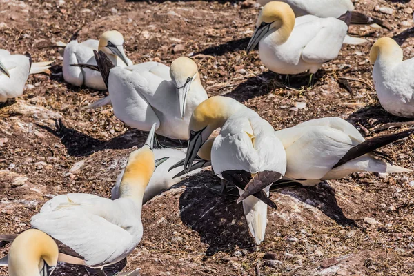 Colonia del Gannet del Norte — Foto de Stock