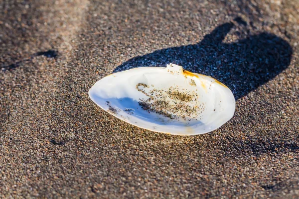 Kumsalda kabuk — Stok fotoğraf