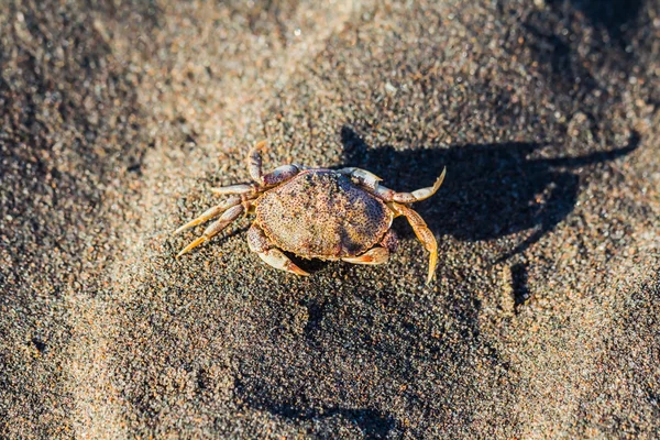 砂の上のカニします。 — ストック写真