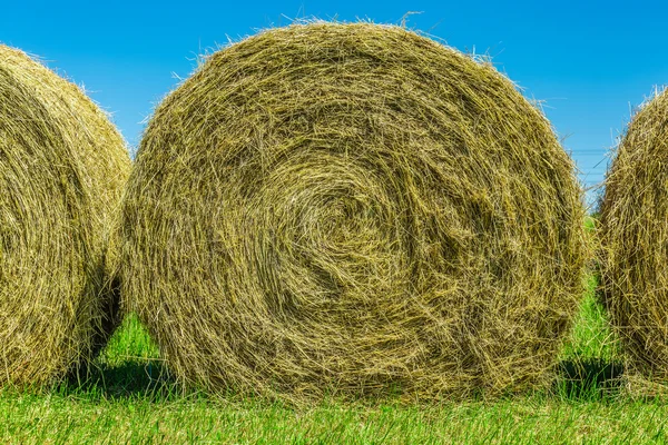 Yellow hay in a field — Stock Photo, Image