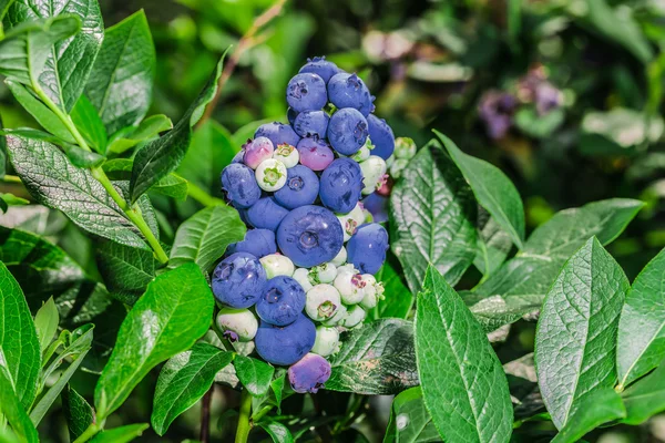 bir sürü çok yaban mersini