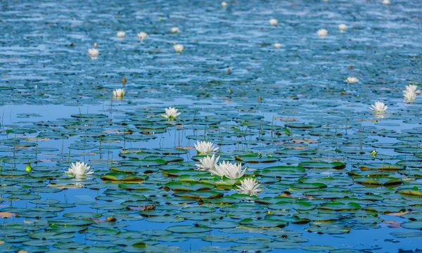 Eine Menge Lilienkissen auf einem See. Stockbild