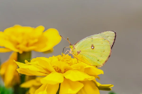 Uma bela borboleta em uma flor . — Fotografia de Stock