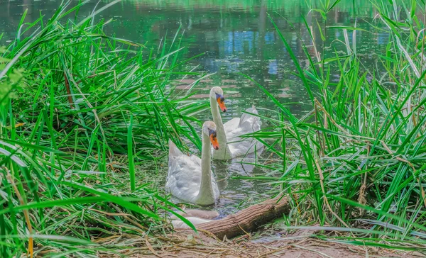 Cisnes blancos magníficos en un lago —  Fotos de Stock