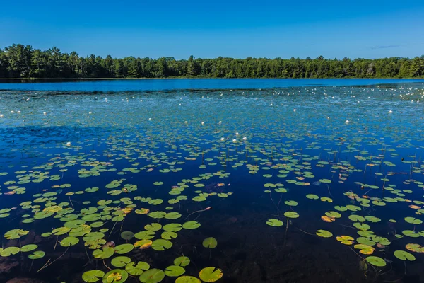 Un montón de almohadillas de lirio en un lago —  Fotos de Stock