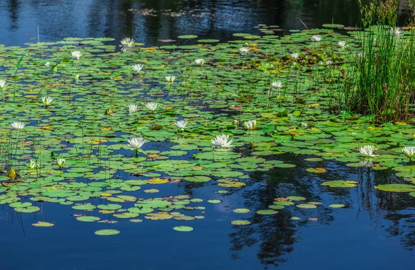 A lot of lily pads on a lake. — Stock Photo, Image