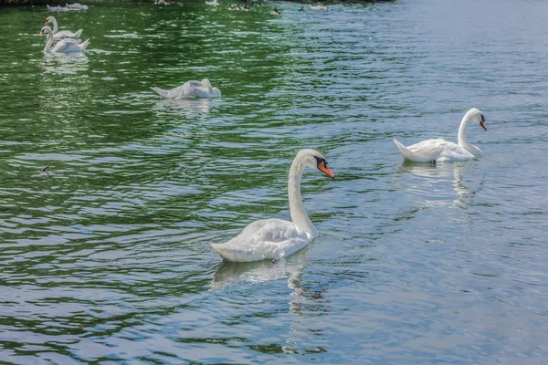 Magnifiques cygnes blancs dans un lac . — Photo