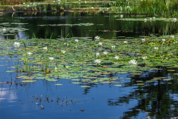 A lot of Lily Pads on a Lake — стоковое фото