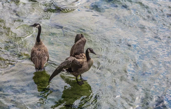Deux canards dans l'eau — Photo