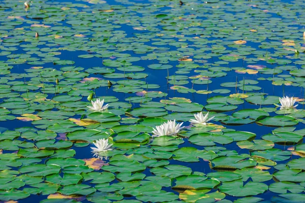 Eine Menge Lilienkissen auf einem See. — Stockfoto