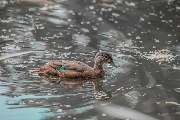 Un bébé canard nageant — Photo