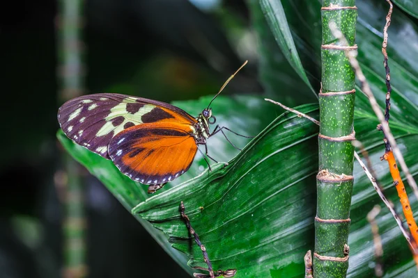 Uma bela borboleta em uma flor . — Fotografia de Stock