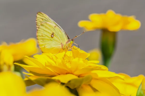 Uma bela borboleta em uma flor . — Fotografia de Stock