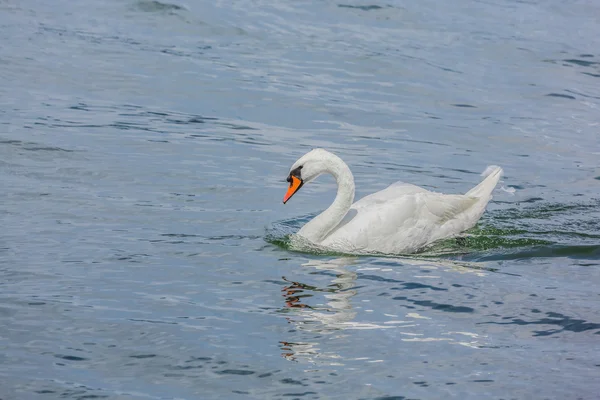 Magnifiques cygnes blancs dans un lac . — Photo