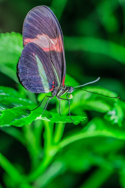 Uma bela borboleta em uma flor . — Fotografia de Stock