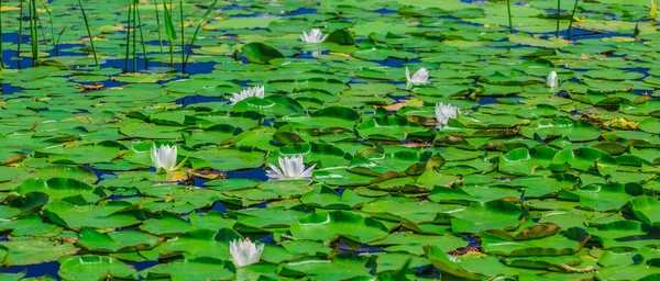 Un montón de almohadillas de lirio en un lago . — Foto de Stock