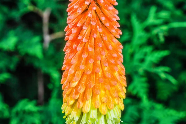 Niesamowite kniphofia pomarańczowy — Zdjęcie stockowe