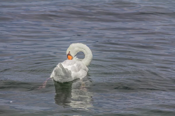 Cisnes blancos magníficos en un lago . — Foto de Stock