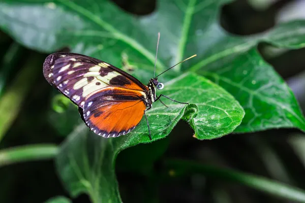 Uma bela borboleta em uma flor . — Fotografia de Stock