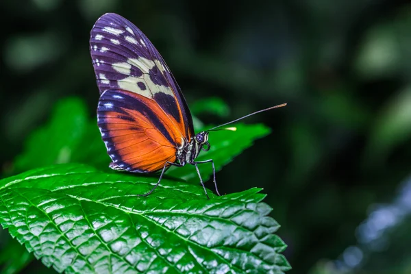 Un beau papillon sur une fleur . — Photo