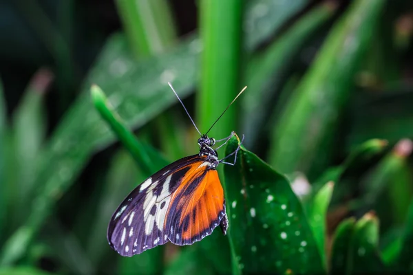 Uma bela borboleta em uma flor . — Fotografia de Stock