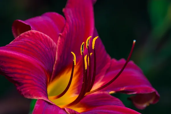 büyük kırmızı bir çiçek