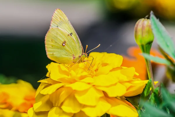 Uma bela borboleta em uma flor . — Fotografia de Stock