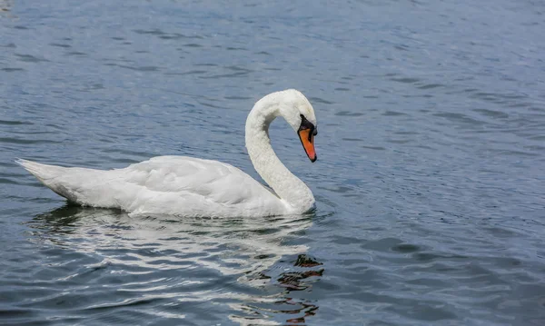 Magnifiques cygnes blancs dans un lac . — Photo